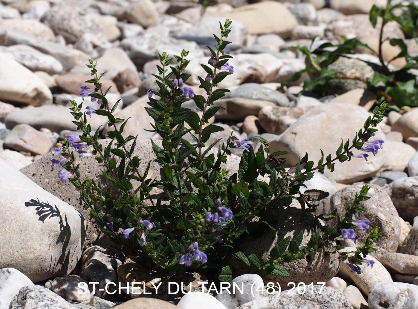 Skullcap plant